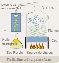 distillation-aromathérapie-huiles-essentielles